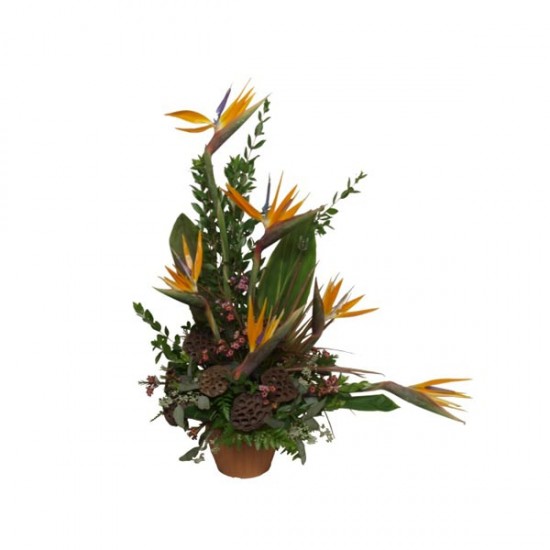 Arrangement Tendance Tropical